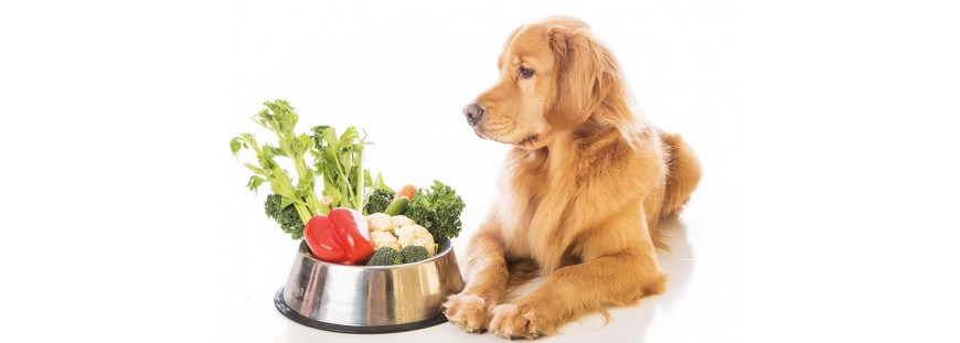 ALIMENTACIÓN NATURAL PARA PERROS